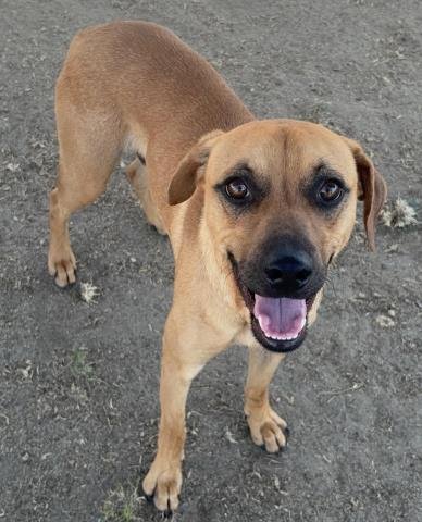 *SANTI - Rhodesian Ridgeback available for adoption