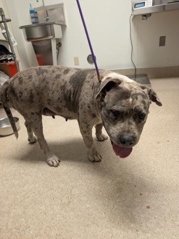 *AUNT LUCY - English Bulldog available for adoption