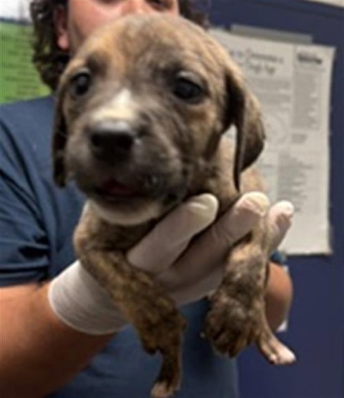 *BATMAN - Pit Bull Terrier available for adoption