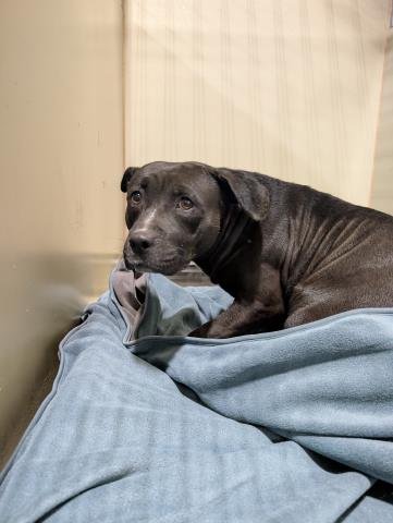 *CASSIE - Labrador Retriever / Pit Bull Terrier available for adoption