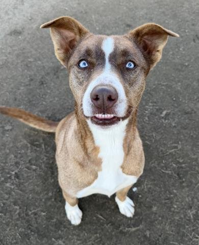 *IRIS - Border Collie / Australian Shepherd available for adoption
