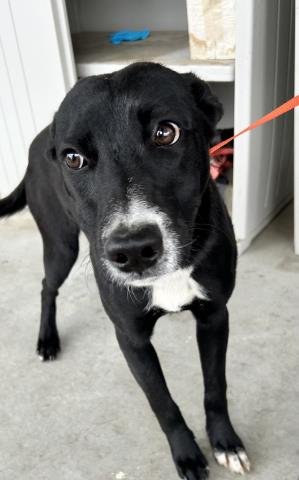 *BABY - German Shepherd Dog available for adoption