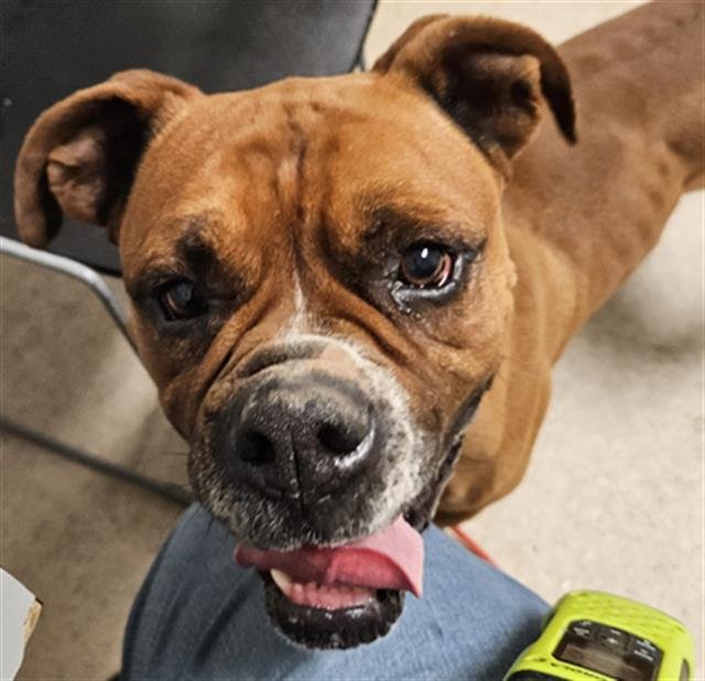*PADDY - Boxer available for adoption