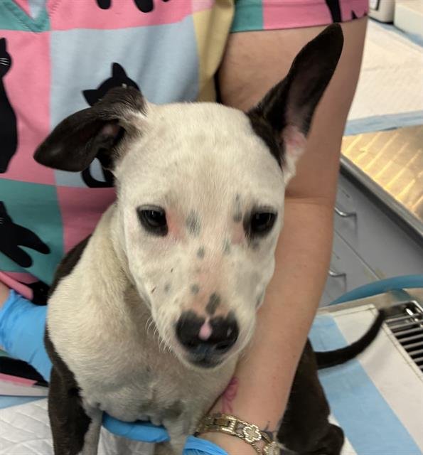 A1243337 - Pit Bull Terrier available for adoption