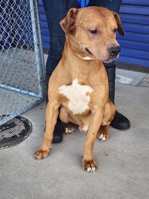 *PHANTOM - Staffordshire Bull Terrier available for adoption