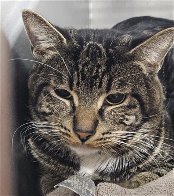 *TOM - Domestic Short Hair available for adoption