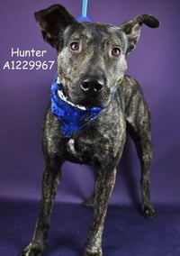 *HUNTER - Photo 1