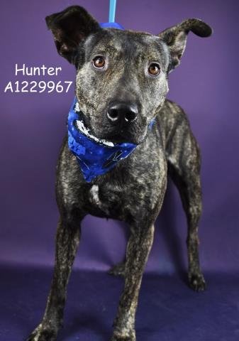 *HUNTER - Pit Bull Terrier for adoption in Bakersfield