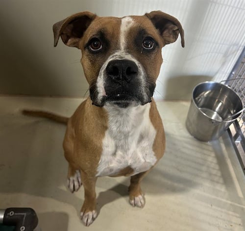 *CAPTAIN SPAULDING - Boxer available for adoption