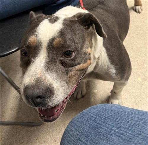 XENA - Pit Bull Terrier for adoption in Bakersfield