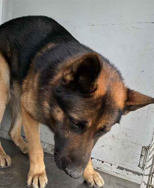 BUBBAS - German Shepherd Dog available for adoption