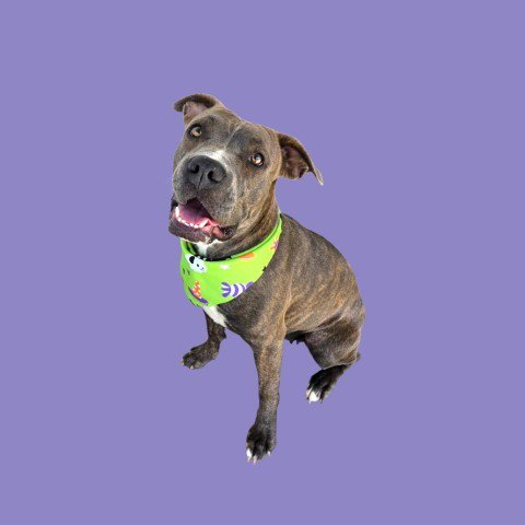 *ROSE - Pit Bull Terrier available for adoption