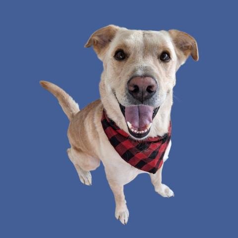 *BOWSER - Labrador Retriever available for adoption