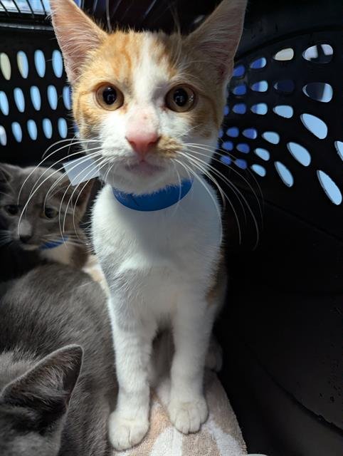 *SUNNY BOY - Domestic Short Hair available for adoption