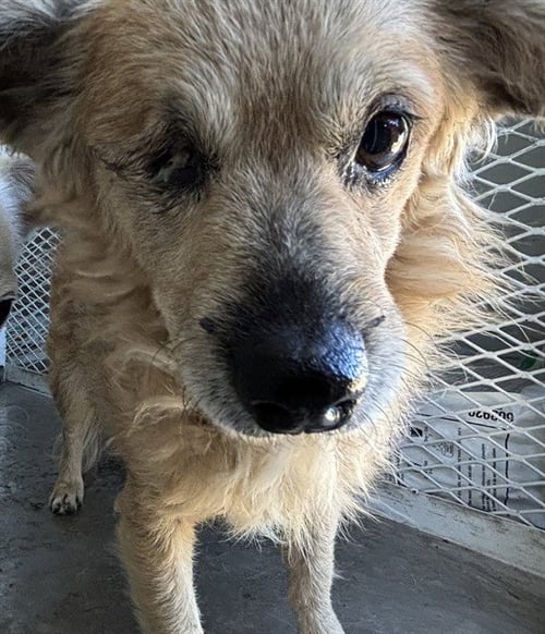 *BUTTERCUP - Chihuahua available for adoption