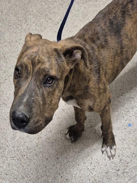*BLUE - Pit Bull Terrier available for adoption