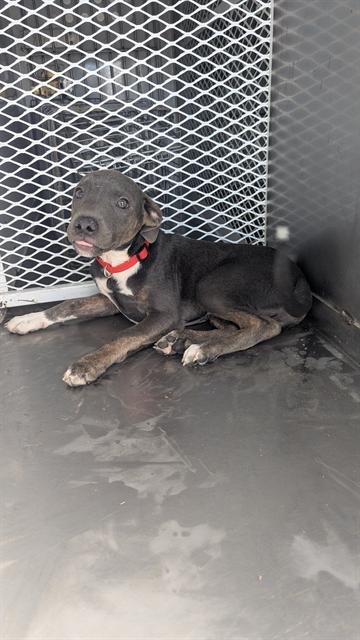 *GENGAR - Pit Bull Terrier available for adoption