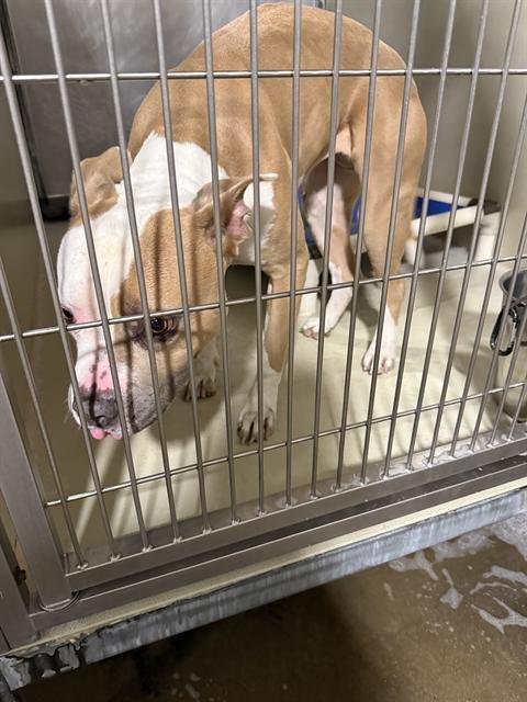 CHELSEA - Pit Bull Terrier available for adoption