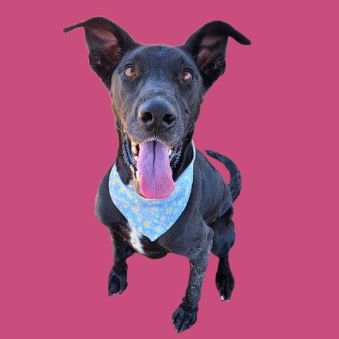 DAISY - Great Dane for adoption in Bakersfield