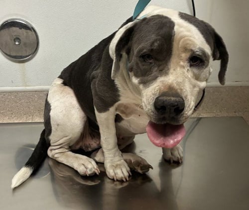 *ALMOND - Pit Bull Terrier available for adoption