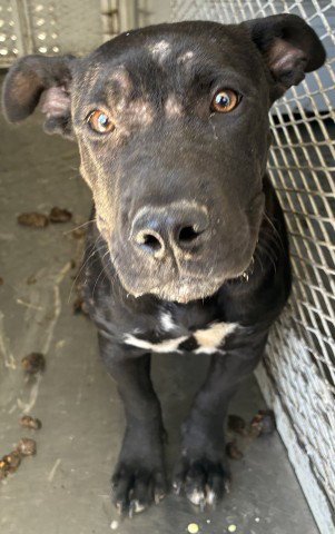 A1252816 - Pit Bull Terrier available for adoption