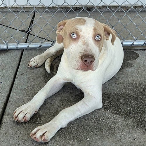 *NATALIA - Pit Bull Terrier available for adoption