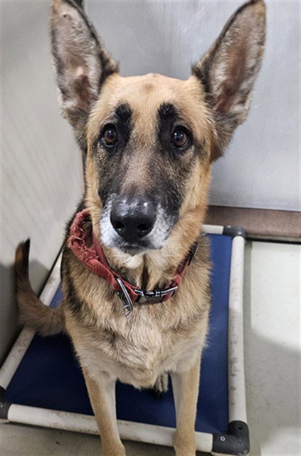 *SABRINA - German Shepherd Dog available for adoption