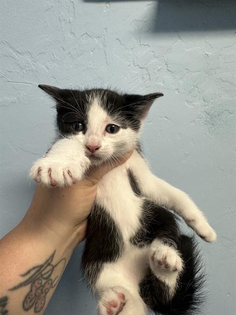 A1243568 - Domestic Short Hair available for adoption