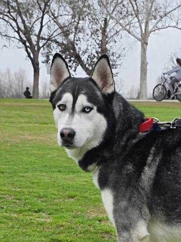 *BALTO - Siberian Husky available for adoption