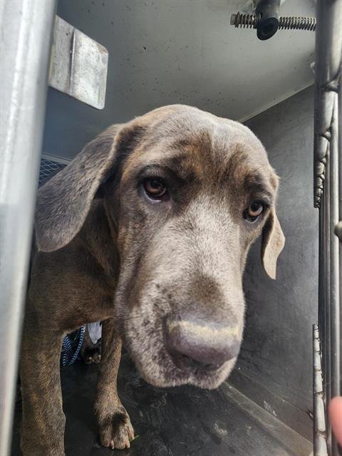 *ZELIA - Cane Corso Mastiff available for adoption