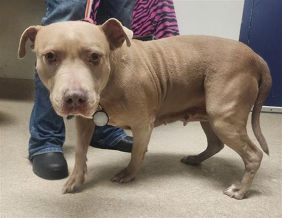 PRINCESS - Pit Bull Terrier available for adoption