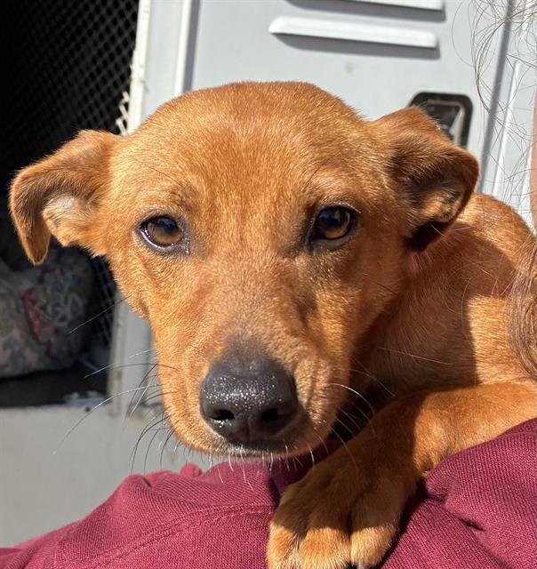 A1241871 - Dachshund available for adoption