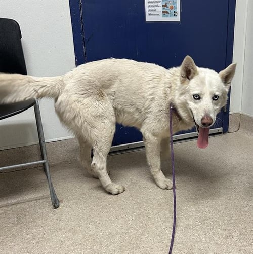 *LEON - Siberian Husky available for adoption