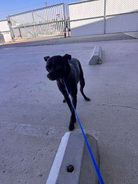 *CHICKEN - Chihuahua available for adoption