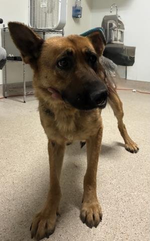 *VELMA - German Shepherd Dog available for adoption