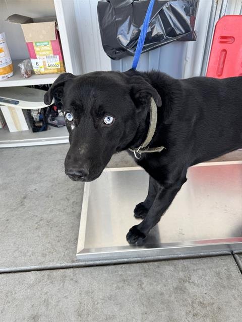 *BULBASUR - Labrador Retriever available for adoption