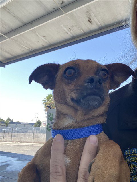 *ELLA - Chihuahua available for adoption