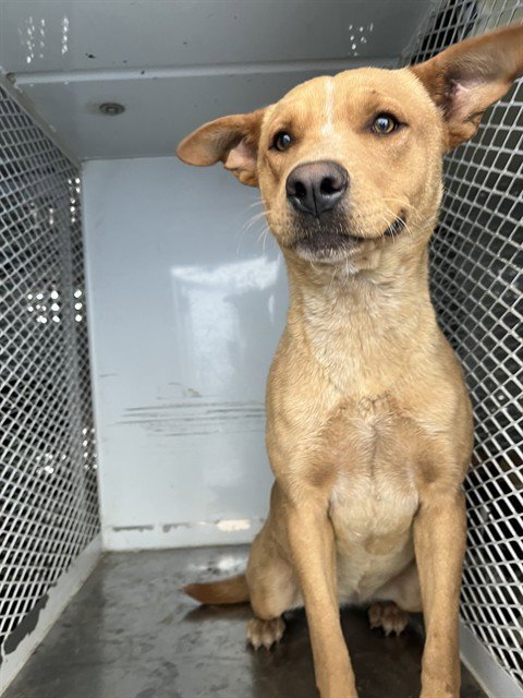 *COCO - Queensland Heeler available for adoption