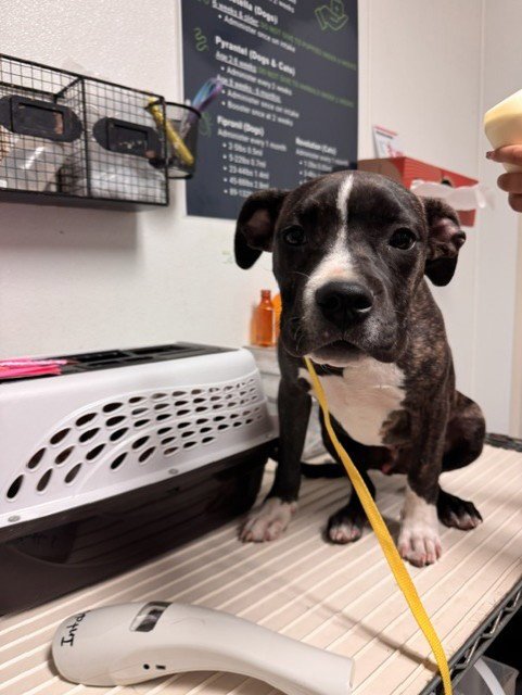 *BIRDY - Pit Bull Terrier available for adoption