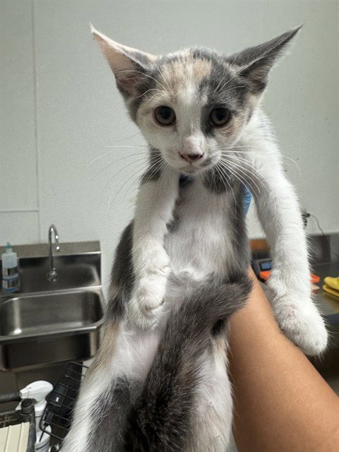 *ACE - Domestic Short Hair available for adoption