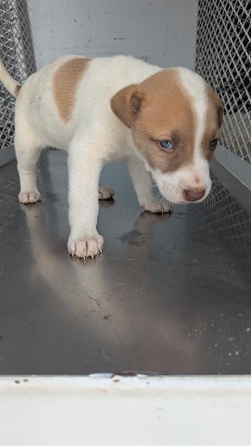 *SOPHIE - Pit Bull Terrier available for adoption