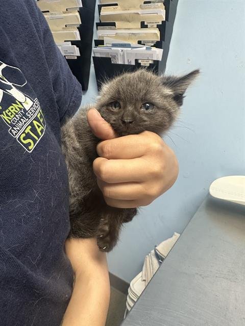 STITCH - Domestic Short Hair available for adoption