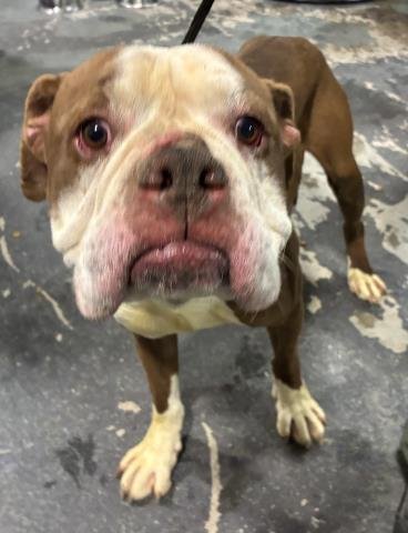 *BEP - American Bulldog available for adoption