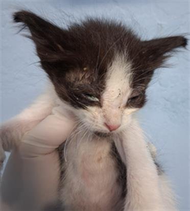 CHIP - Domestic Short Hair available for adoption