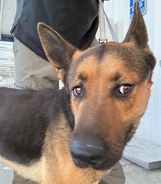 *GOLIATH - German Shepherd Dog available for adoption