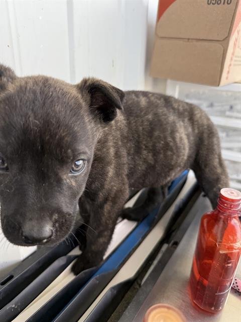 *ZANE - German Shepherd Dog available for adoption