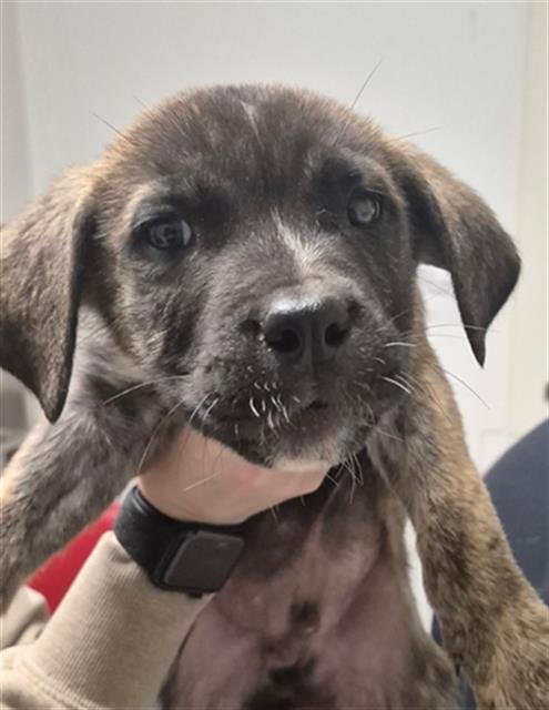 CHARLIE - Cane Corso Mastiff available for adoption