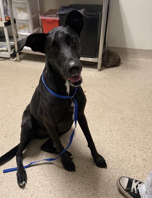 DAISY - Great Dane available for adoption