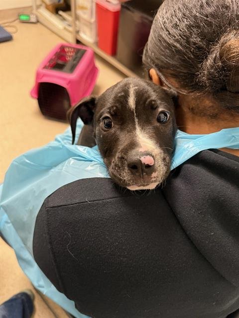 *BIG AL - Pit Bull Terrier available for adoption