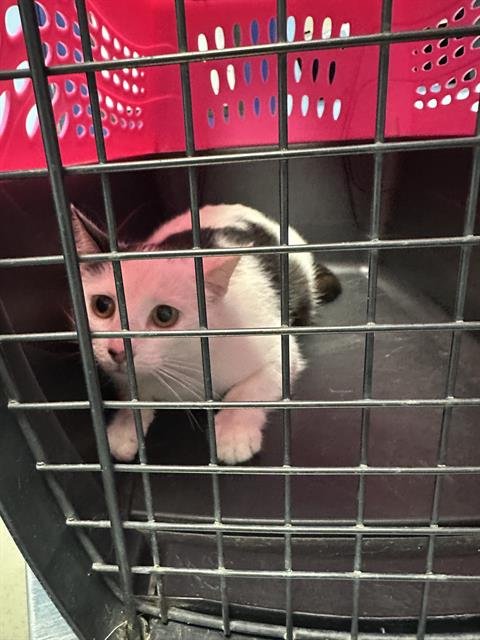 *MOO COW - Domestic Short Hair available for adoption